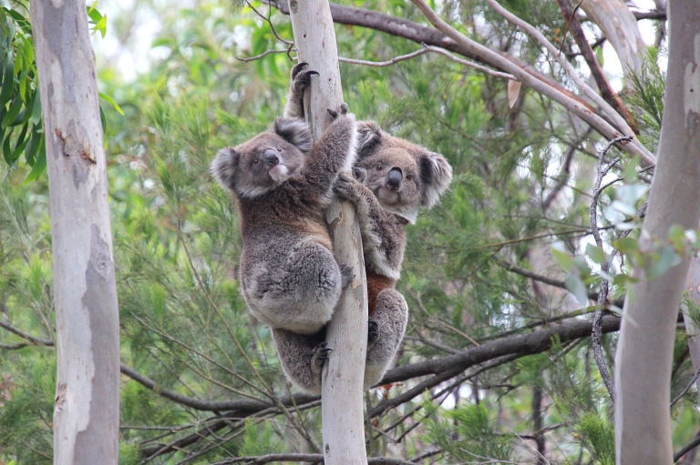 Koalas in a tree in the You Yangs Regional Park in Victoria © Koala Clancy Foundation