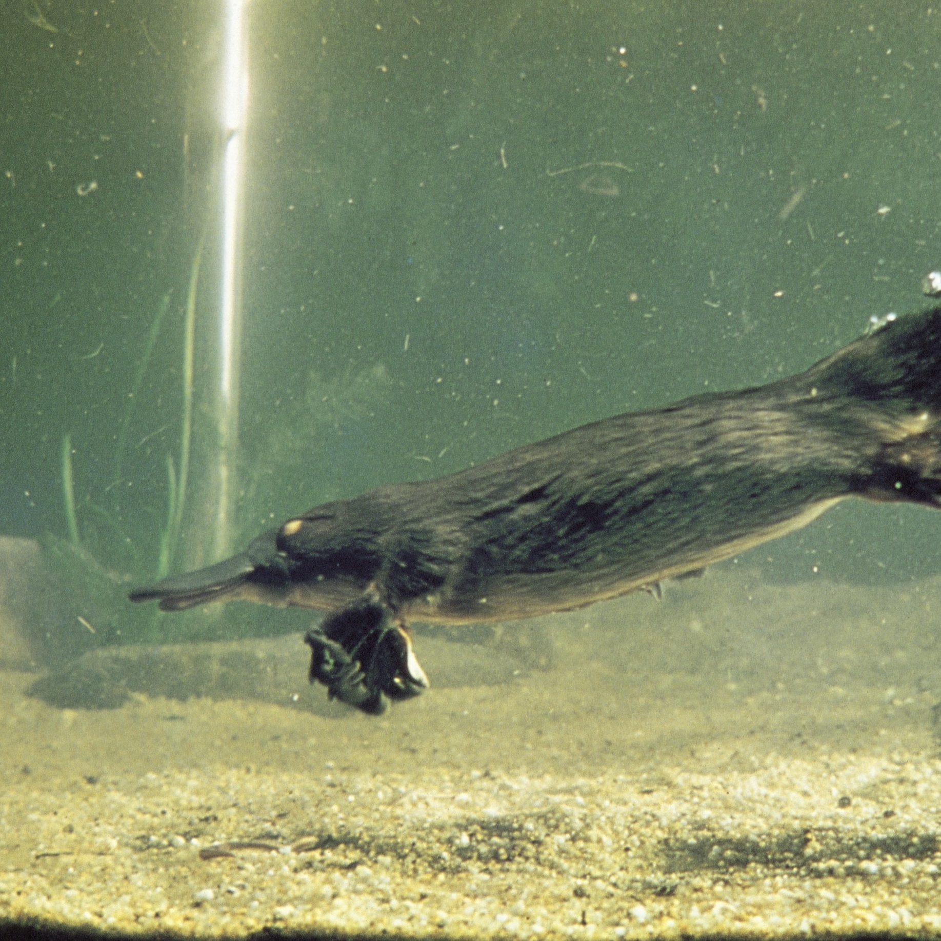 Platypus, South Australia © SATC/Photographer