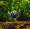 Cassowary in Daintree Rainforest, Queensland © Tourism and Events Queensland