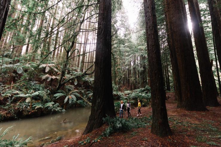 Beech Forest, Otway National Park, VIC © Great Ocean Road Tourism