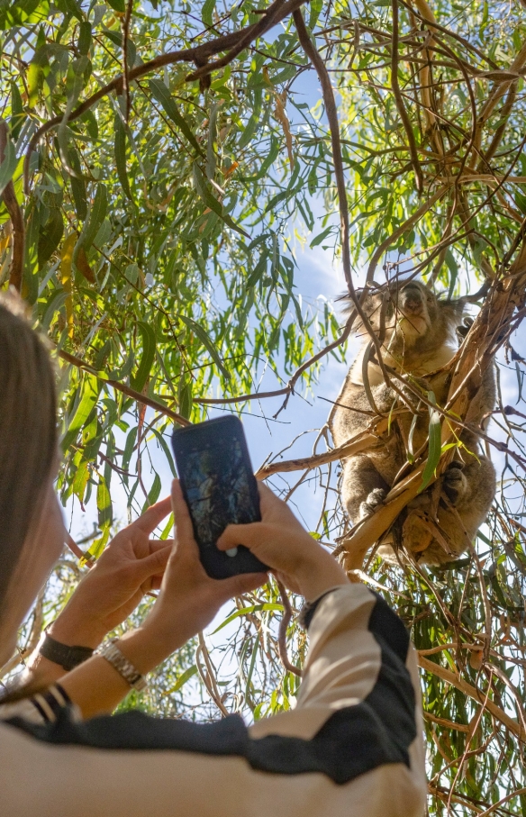 Naturaliste Tours, Phillip Island, Victoria © Tourism Australia 