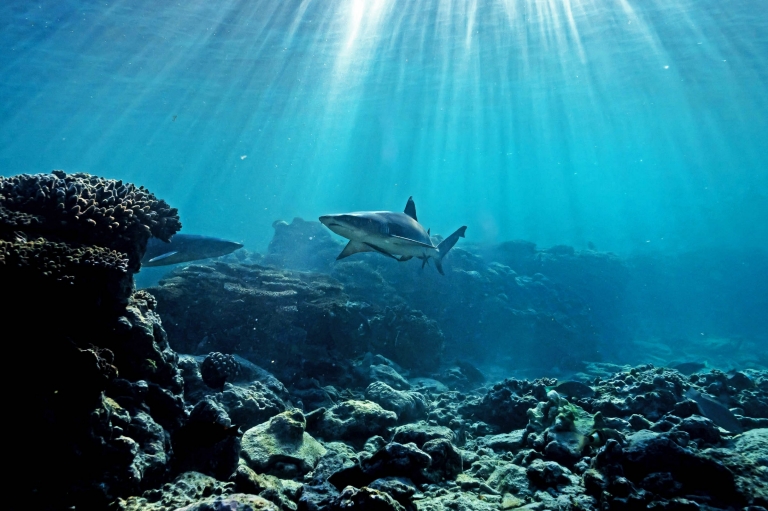 A shark swimming above coral reef near Lady Elliot Island in Queensland © James Vodicka