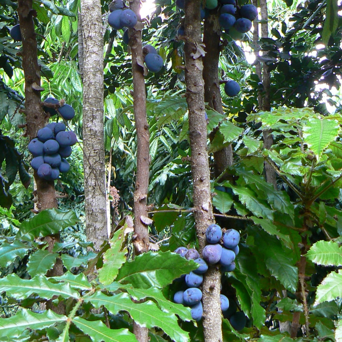 Davidson Plum orchard in Nambucca Valley © Spirit of the Rainforest/Calumn Hockey