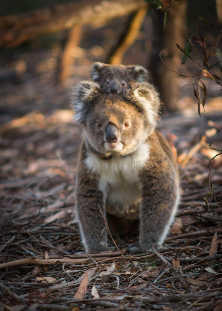 Koala, Flinders Chase National Park, Kangaroo Island, SA © Sam Morgan