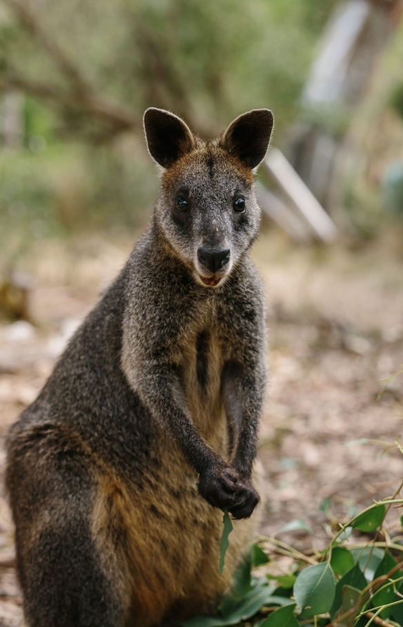 Two kangaroos looking at the camera at the Koala Conservation Reserve on Phillip Island in Victoria © Tourism Australia