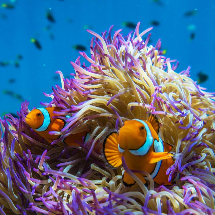 Clownfish, Frankland Islands, QLD © Phil Warring