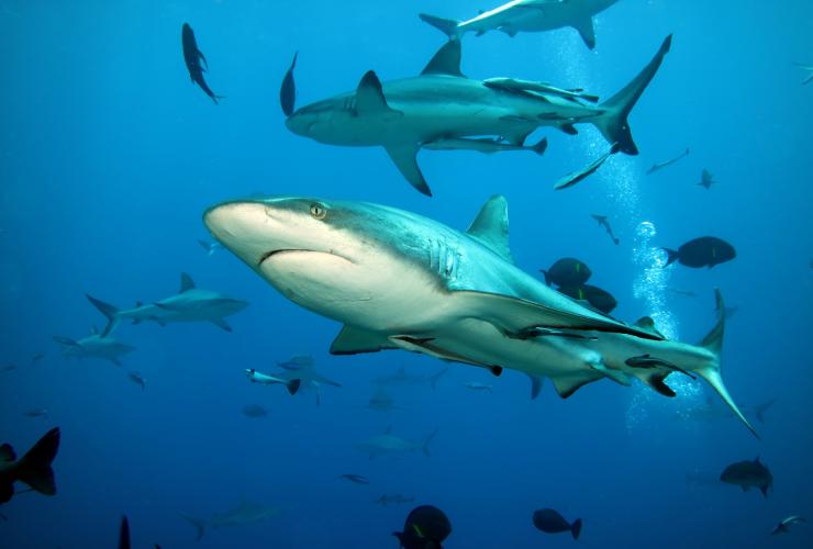 Sharks at Osprey Reef, Great Barrier Reef, QLD © Deborah Dickson-Smith Sharks at Osprey Reef, Great Barrier Reef, QLD © Deborah Dickson-Smith