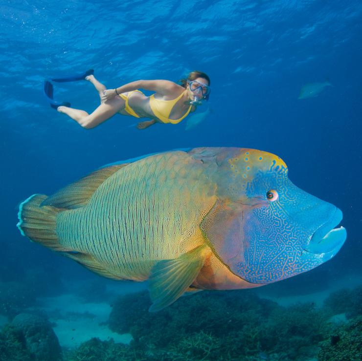 Maori Wrasse, Great Barrier Reef, QLD © Tourism Queensland Maori Wrasse, Great Barrier Reef, QLD © Tourism Queensland