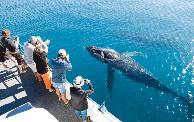 Humpback whale, Hervey Bay, QLD © Matthew Taylor, Tourism and Events Queensland Humpback whale, Hervey Bay, QLD © Matthew Taylor, Tourism and Events Queensland