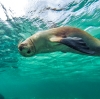 Swimming with sea lions, Baird Bay, Eyre Peninsula, SA © South Australian Tourism Commission