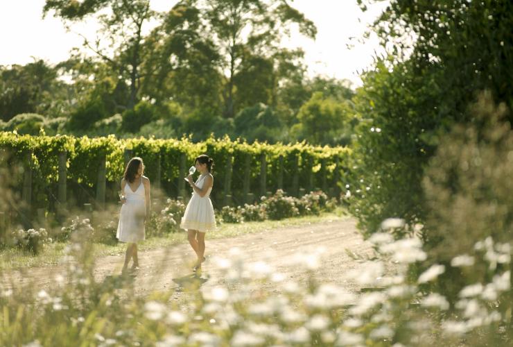 Montalto Vineyard and Olive Grove, Mornington Peninsula, VIC © Visit Victoria