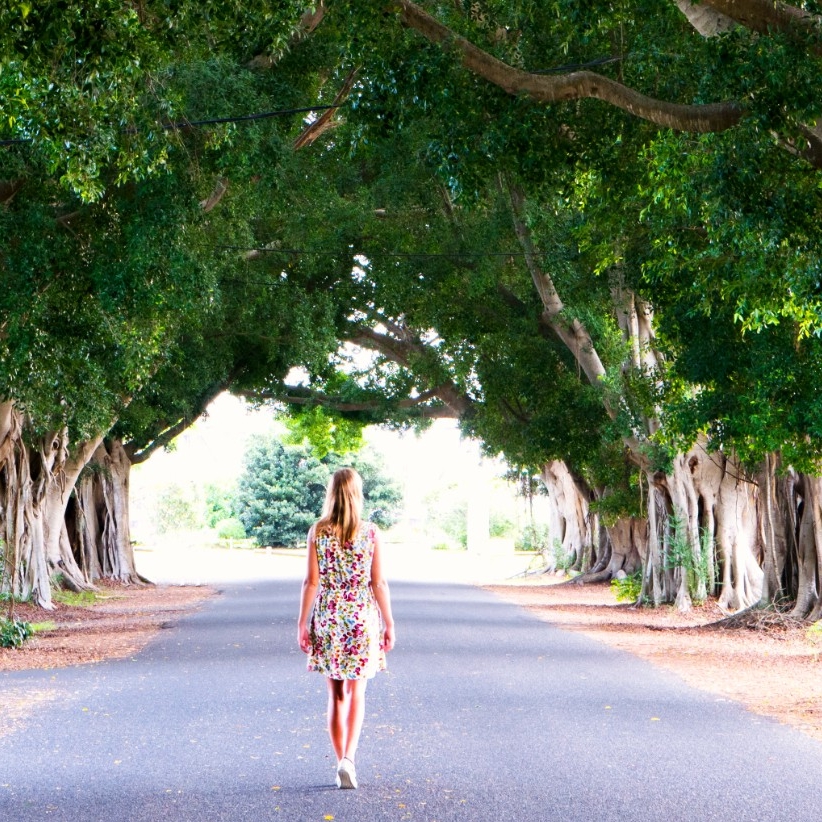 A road surrounded by jacaranda trees © My Clarence Valley