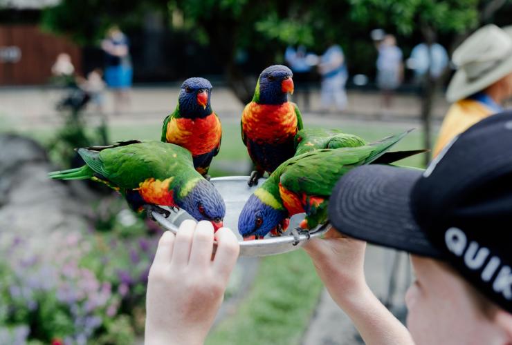 Currumbin Wildlife Sanctuary, Currumbin, QLD © Tourism and Events Queensland