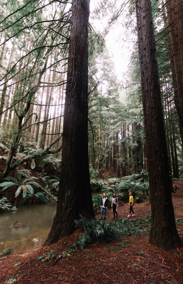 Beech Forest, Otway National Park, VIC © Great Ocean Road Tourism