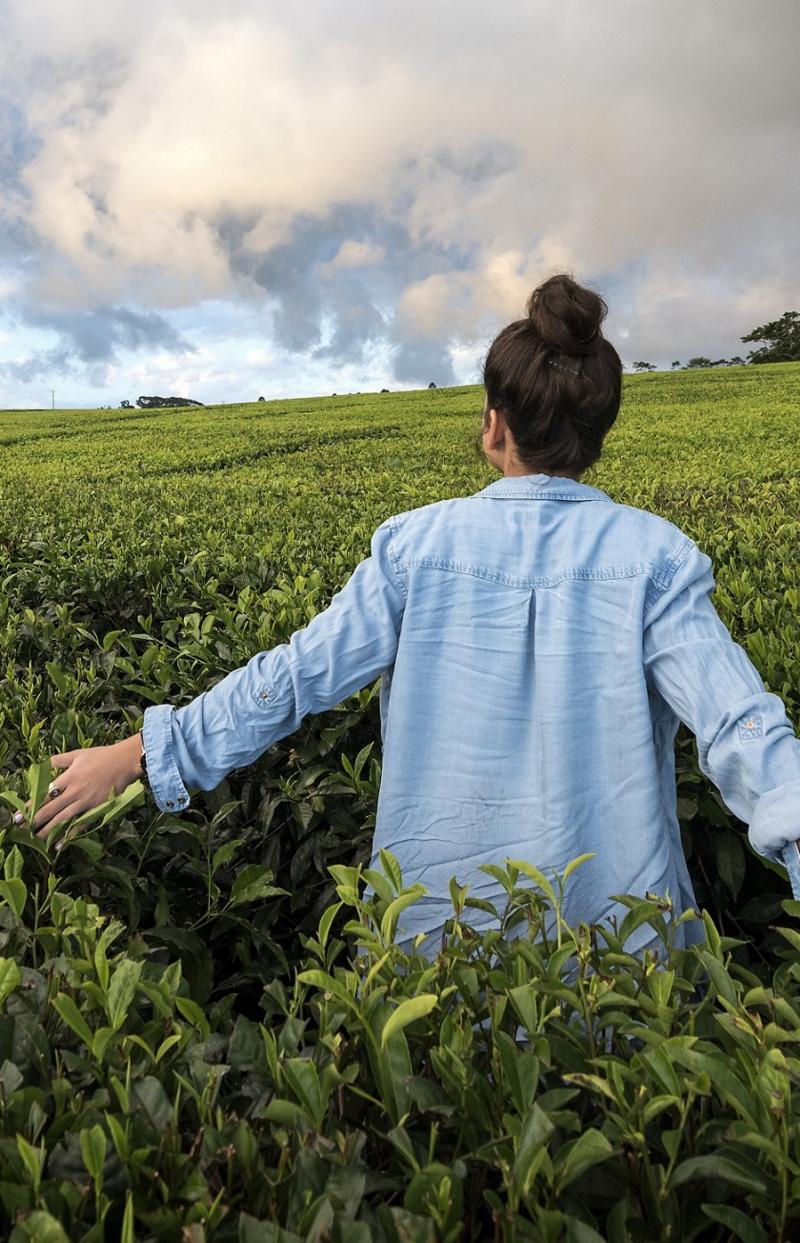 Nerada Teafields, near Cairns, QLD © Tourism & Events Queensland