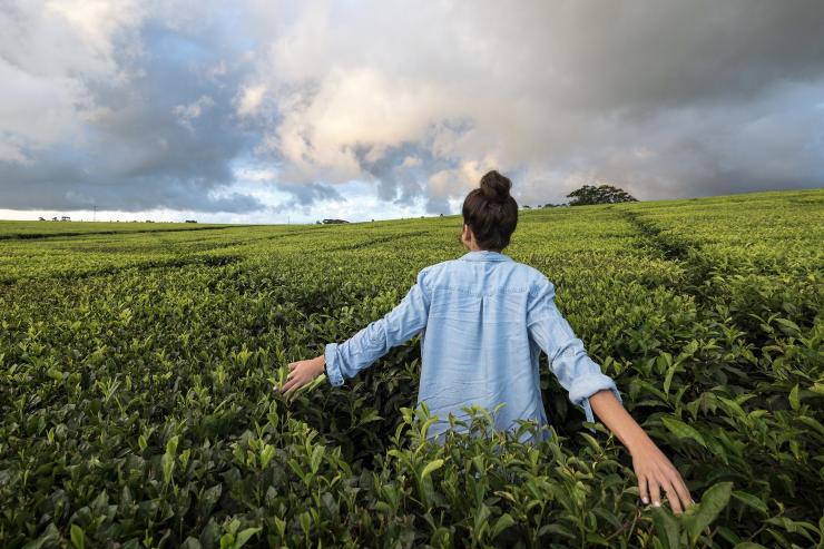 Nerada Teafields, near Cairns, QLD © Nerada Teafields