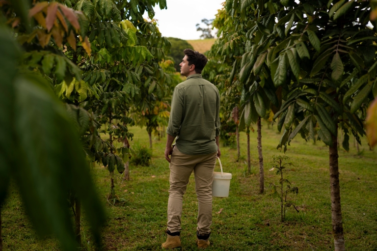 Crops in Malanda, Tropical North Queensland, QLD © Tourism and Events Queensland