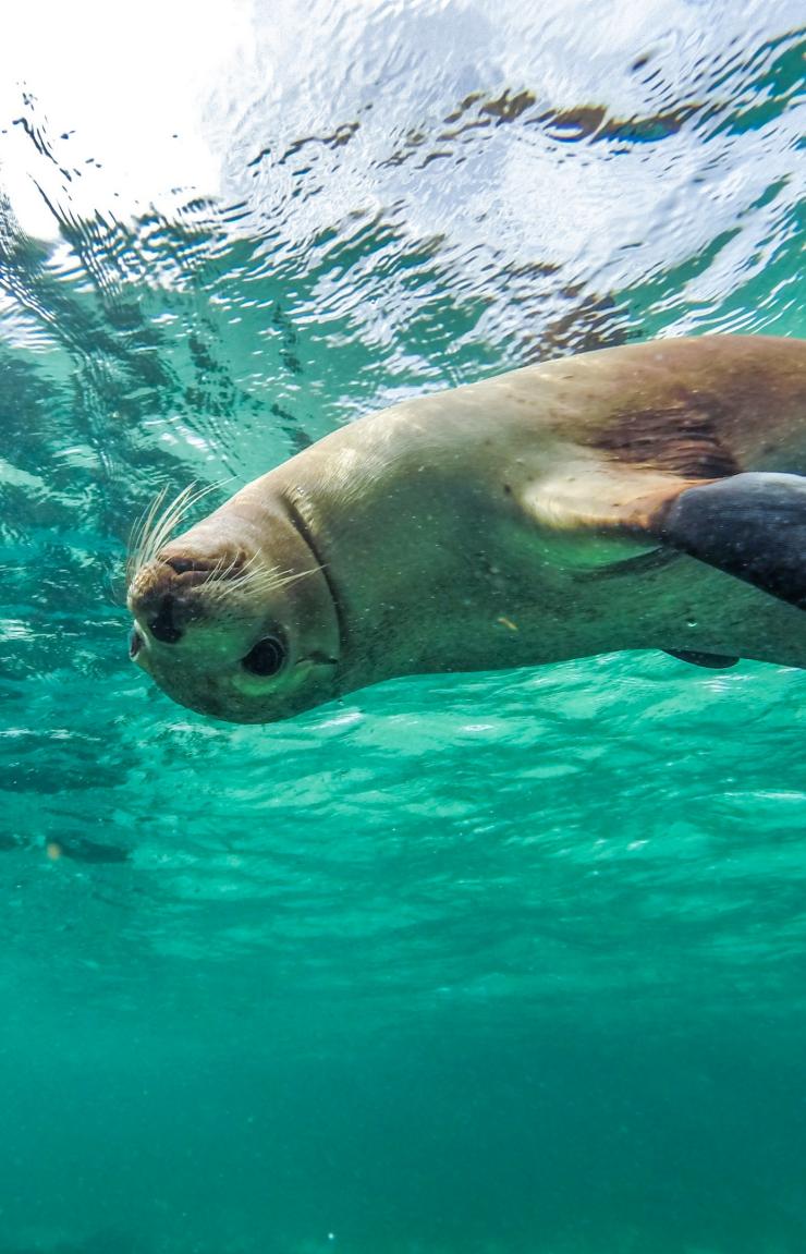 Eyre Peninsula, SA © David Edgar