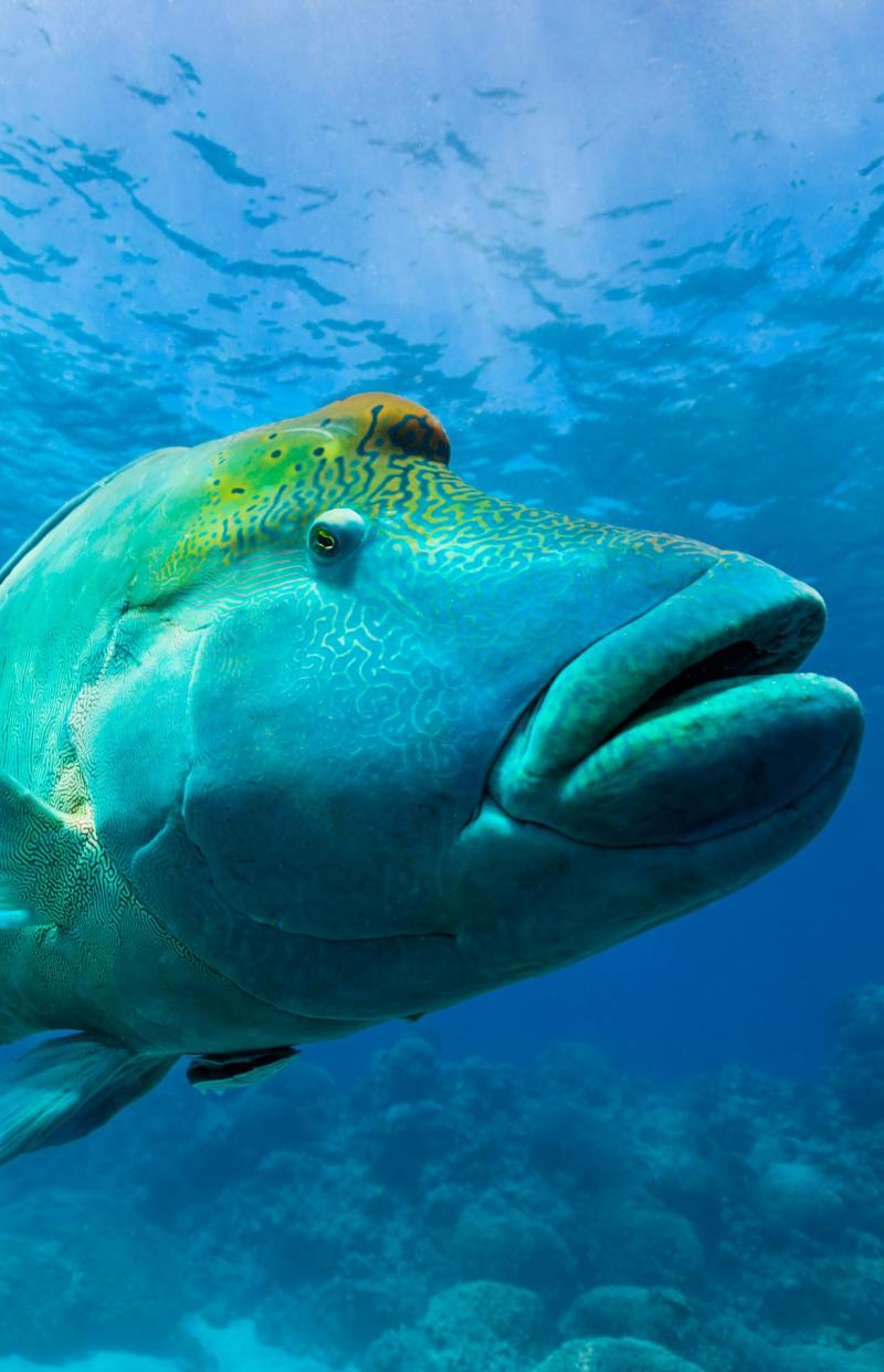 Maori Wrasse, Great Barrier Reef, QLD © Andrew Watson