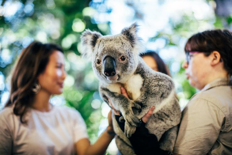 Currumbin Wildlife Sanctuary, Gold Coast, Queensland © Destination Gold Coast