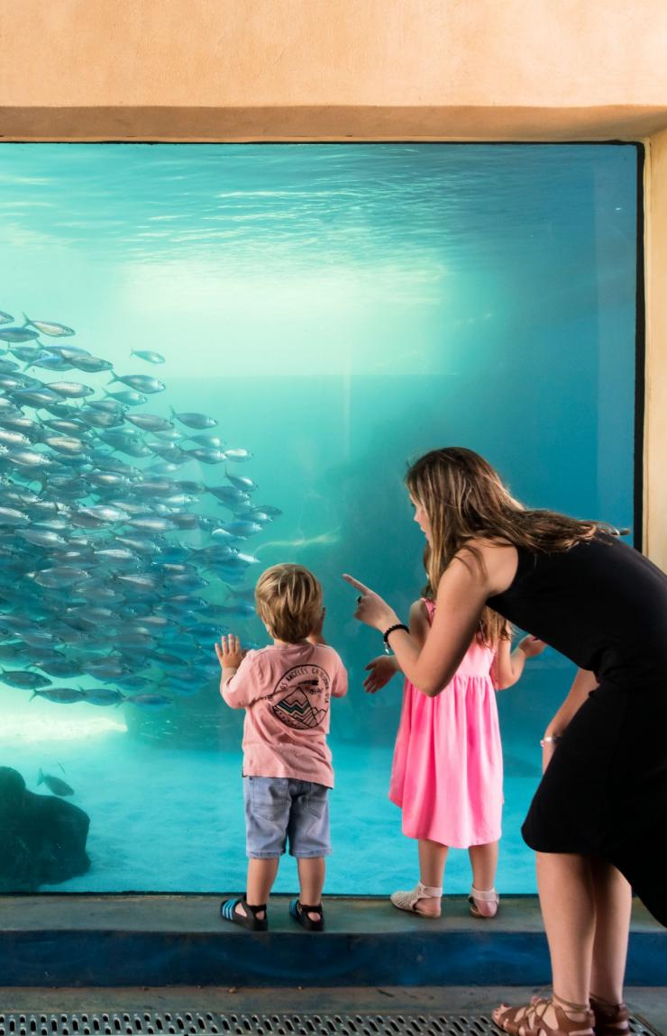 Aquarium of Western Australia, Perth, Western Australia © AQWA Aquarium of Western Australia, Perth, Western Australia © AQWA