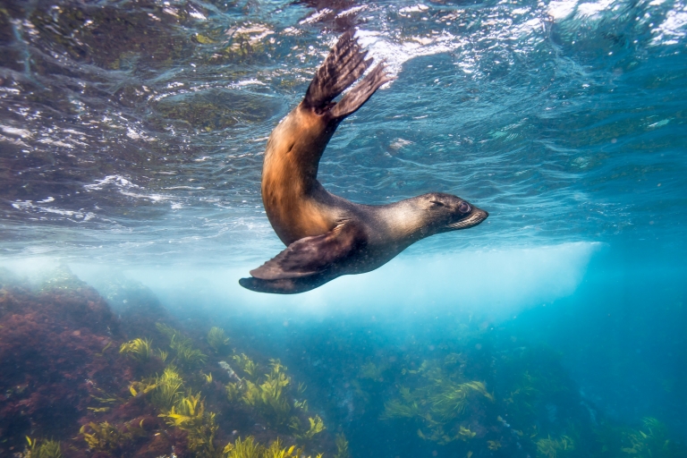 Australian fur seal at Montague Island, Narooma, NSW © Destination NSW Australian fur seal at Montague Island, Narooma, NSW © Destination NSW