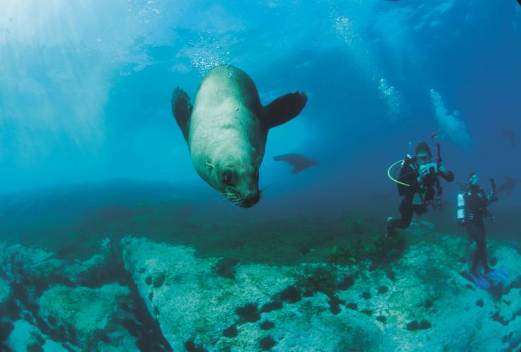Fur seal, Montague Island, Narooma, NSW © Tony Brown, Destination NSW Fur seal, Montague Island, Narooma, NSW © Tony Brown, Destination NSW