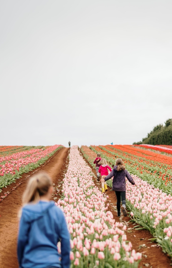 Table Cape Tulip Farm, Wynyard, Tasmania © Tourism Australia