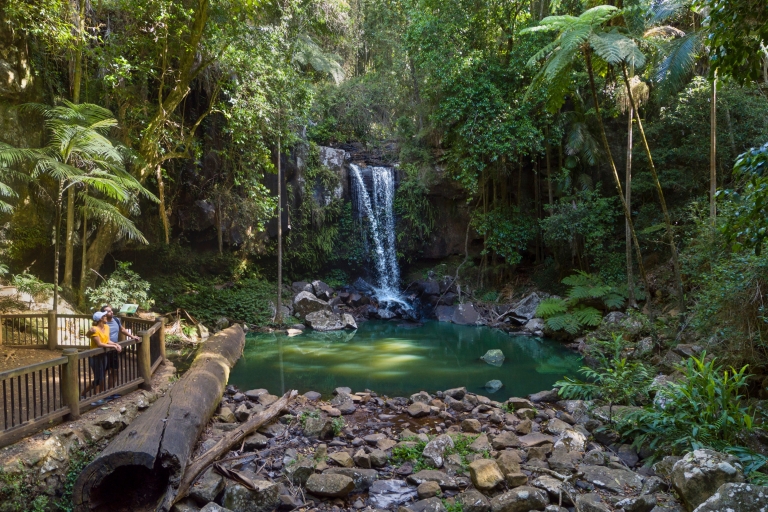 Couple look out at Curtis Falls waterfall in Tamborine National Park © Destination Gold Coast