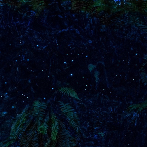 Glowworms in the rainforest at Melba Gully © Great Ocean Road Tourism