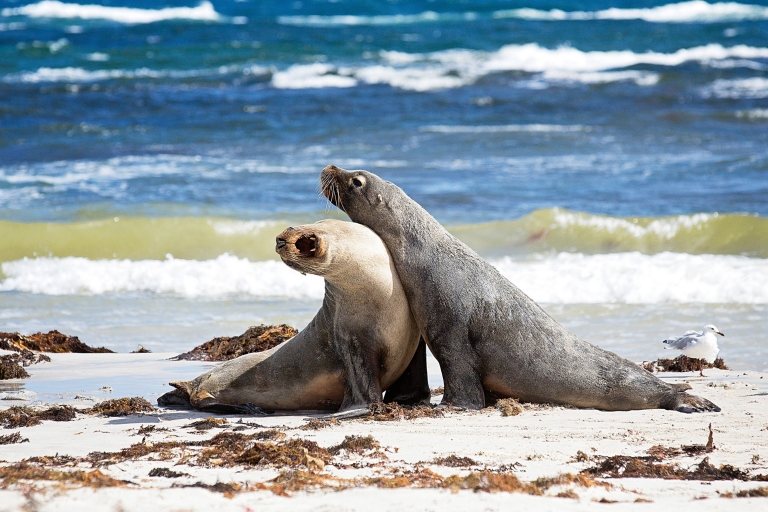 Two sea lions on the beach at Seal Bay Conservation Park in Kangaroo Island © Exceptional Kangaroo Island