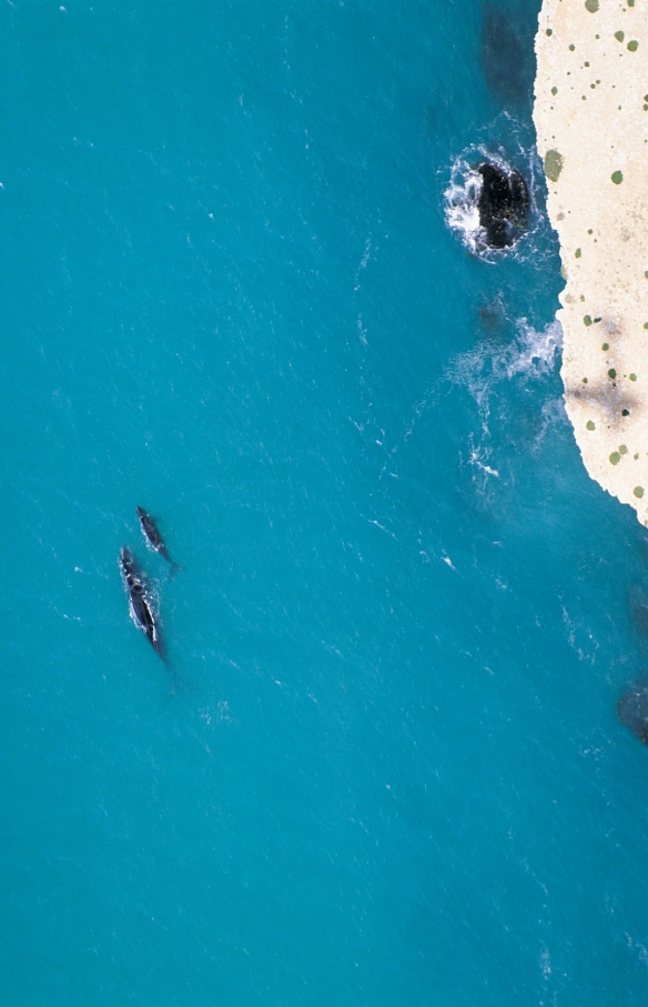 Southern right whales swimming by the Head of Bight in South Australia © South Australian Tourism Commission