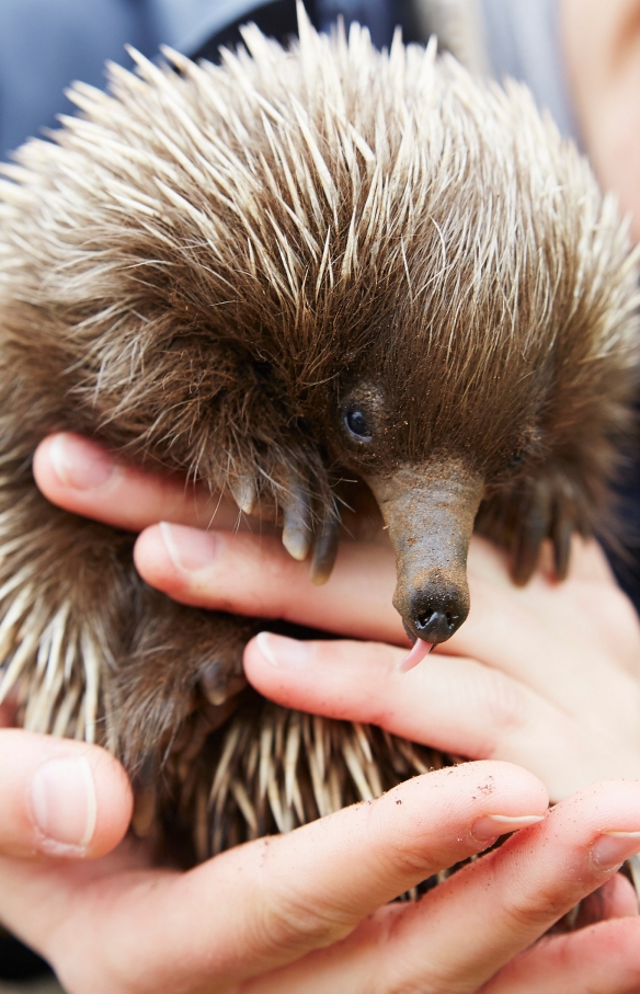 Echidna at Kangaroo Island Wildlife Park, Kangaroo Island, SA © Maxime Coquard