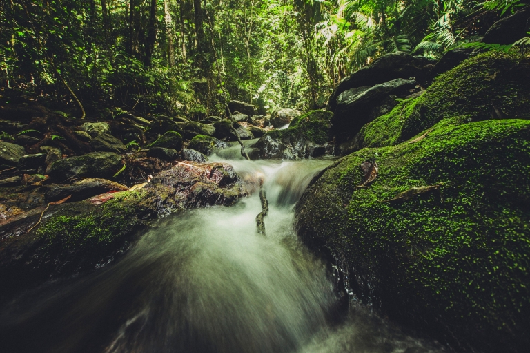 Water runs over rocks in lush, green rainforest in the Daintree National Park in Queensland © Tourism Tropical North Queensland