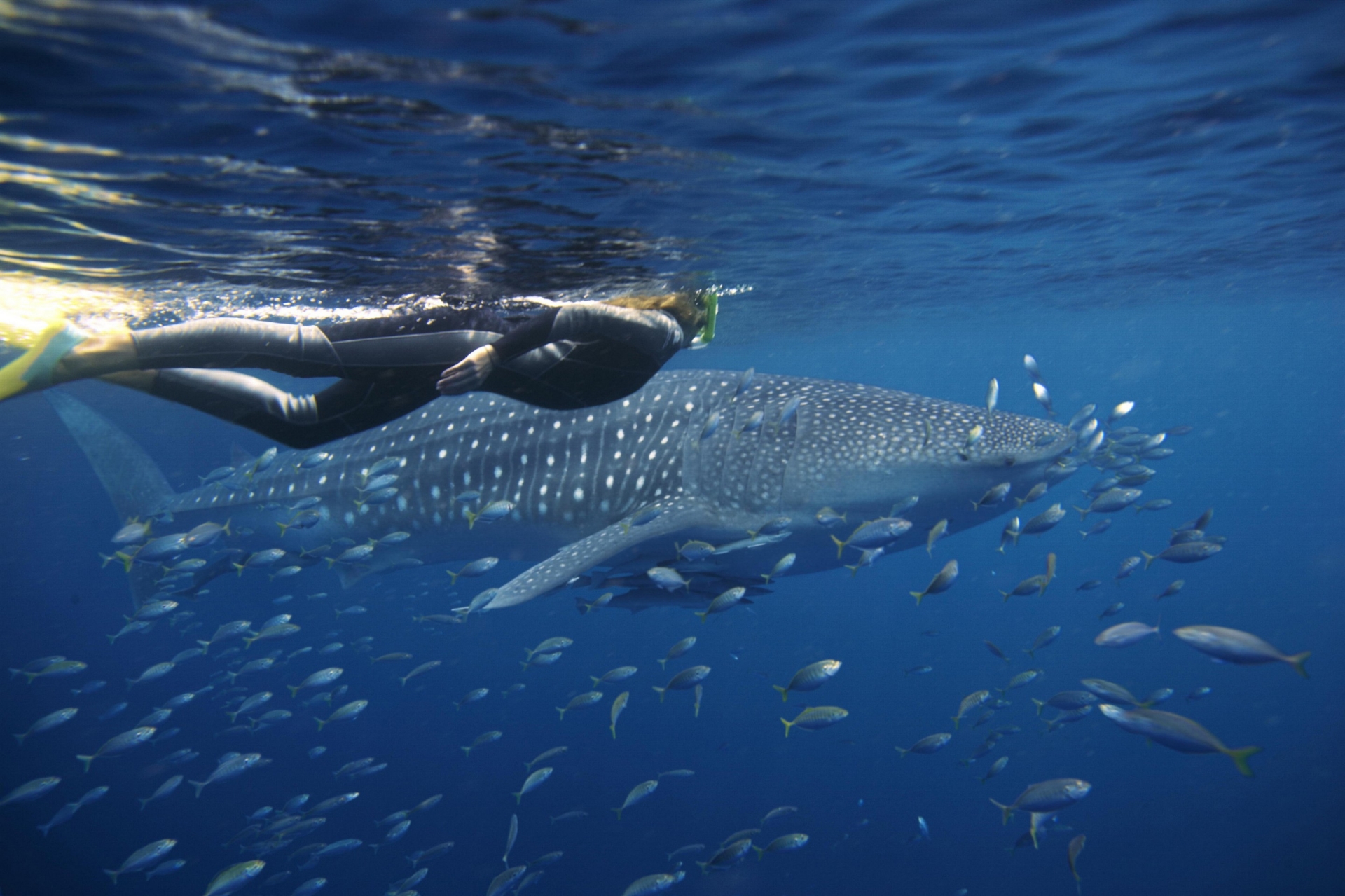 Snorkelling with a whale shark, Sal Salis, Ningaloo Reef, Western Australia © Sal Salis