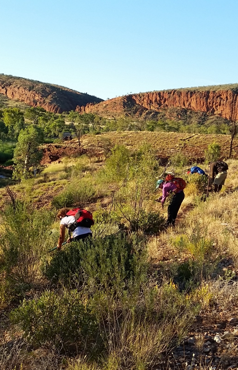 Larapinta Trail, Tjoritja/West MacDonnell National Park, NT © Trek Larapinta