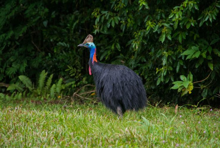 Southern Cassowary, FNQ Nature Tours, Daintree National Park, Queensland © FNQ Nature Tours