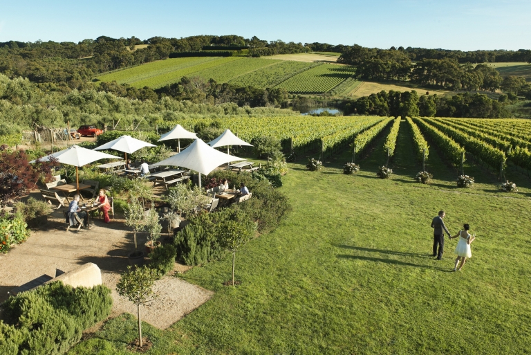 Montalto Vineyard & Olive Grove, Red Hill South, Victoria © Robyn Lea, Brand Victoria