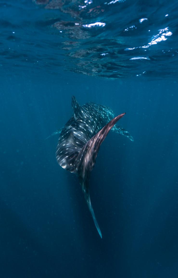 Whale shark swimming at Ningaloo Reef © Tourism Western Australia Whale shark swimming at Ningaloo Reef © Tourism Western Australia