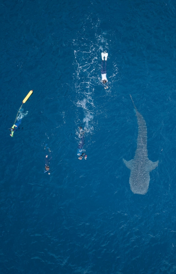 Aerial view over a group of people swimming near a whale shark on the surface of the ocean with Ningaloo Discovery, Ningaloo Reef, Coral Coast, Western Australia © Tourism Australia 