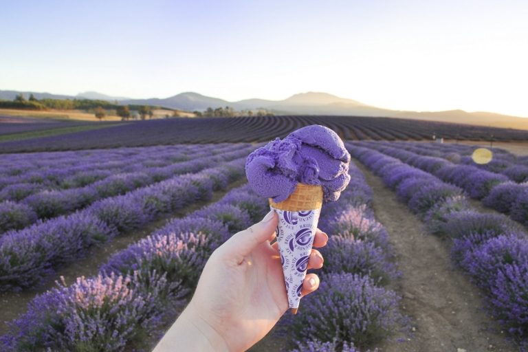 Bridestowe Lavender Estate, Nabowla, TAS © Bridestowe Lavender Estate