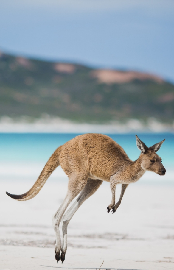 Kangourou, Lucky Bay, Esperance, WA © Australia's Golden Outback