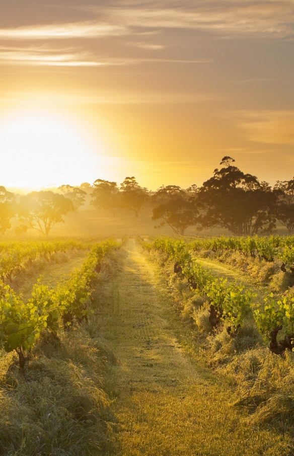 Henschke, Mount Edelstone Vineyard, Barossa Valley, Australie du Sud © Henschke and Co.