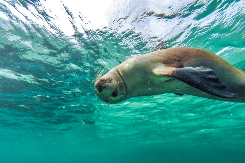 Nager avec les lions de mer, Baird Bay, Eyre Peninsula, SA © South Australian Tourism Commission Nager avec les lions de mer, Baird Bay, Eyre Peninsula, SA © South Australian Tourism Commission