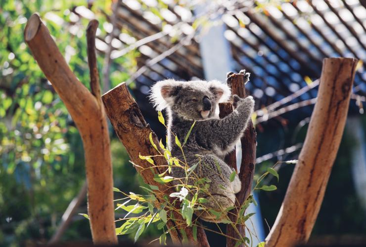 Zoo de Taronga, Sydney, Nouvelle-Galles du Sud © Destination NSW