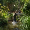 Crocodile sautant hors de l'eau à Hartley's Creek Crocodile Adventures dans le Queensland © Tourism Australia