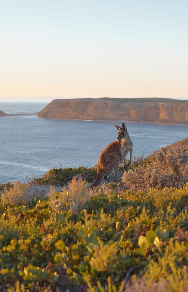 Cape du Couedic, Kangaroo Island, Australie du Sud © Aquiles Pamparana