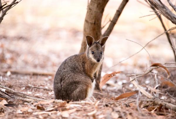 Wallaby de l'île Eugène, Exceptional Kangaroo Island, Kangaroo Island, SA © Exceptional Kangaroo Island