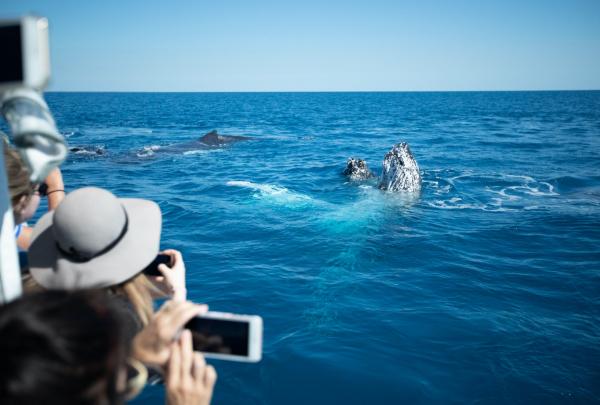 Baleines à bosse en approche, Hervey Bay, Queensland © Pacific Whale Foundation Eco-Adventures Australia