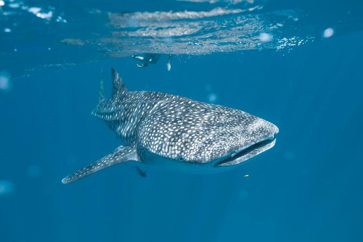 Nager sous l'eau avec des requins baleines près d'Exmouth en Australie Occidentale © Tourism Australia